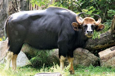 Gaur | Indian, Wild, Bovine | Britannica