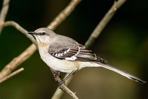 Northern Mockingbird Facts (Mimus polyglottos)