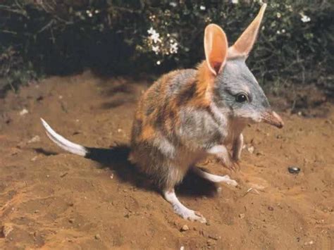 Greater Bilby - Australian adaptations