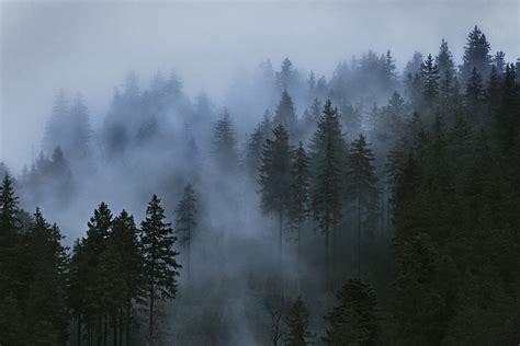 trees, Mist, Clouds, Photography, Wood, Sky Wallpapers HD / Desktop and ...