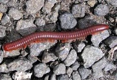 10 Interesting Segmented Worm Facts | My Interesting Facts