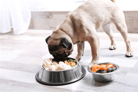 Pug Feeding Chart: What To Feed Your Pug Bug