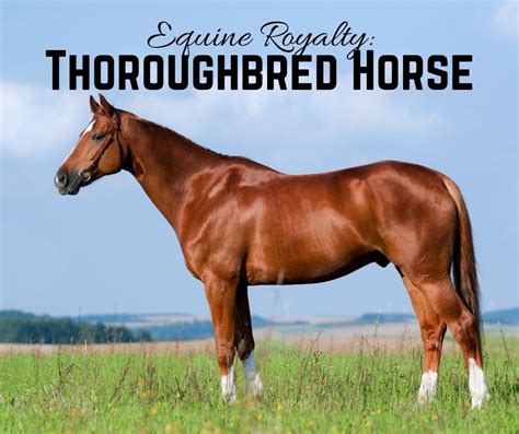 Equine Royalty The Thoroughbred Horse History