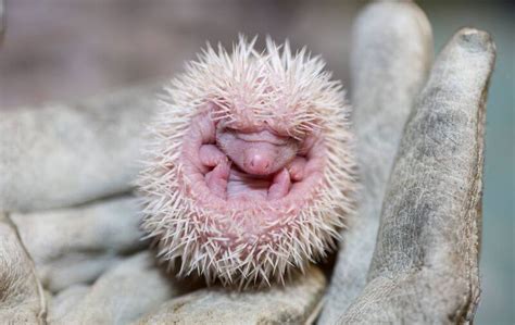 How To Take Care Of A Newborn Baby Hedgehog