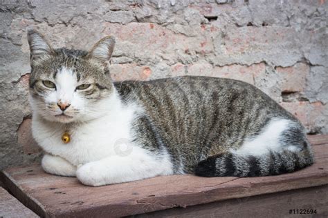 Cat Laying Down Leisure On Wooden Chair - stock photo 1122694 | Crushpixel