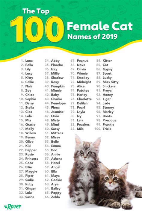 Cat Names Boy Unique - Cats Family