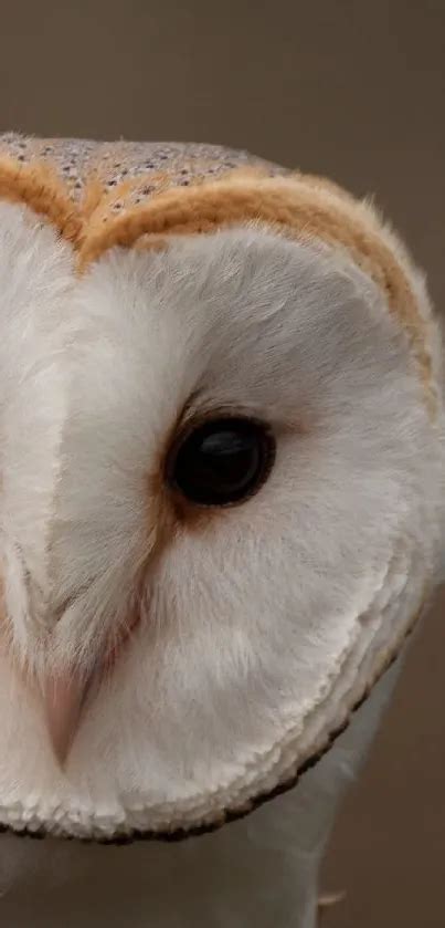 Barn Owl Close-Up Wallpaper - free download