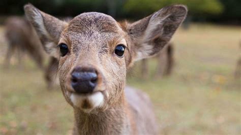 168 Cute and Funny Deer Names - Animal Hype