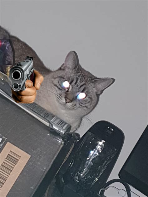 Is someone able to photoshop the "delet this" gun onto the cat somehow ...