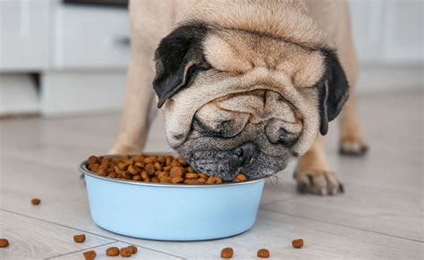 Best Dog Food Ingredients: What to Look for When Buying Food for Your Dog