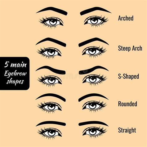 Download Basic Eyebrow Shape Types Vector Illustration Stock Vector ...