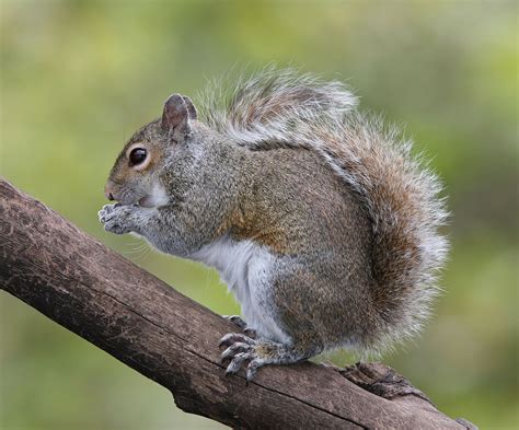 Eastern gray squirrel - Wikipedia