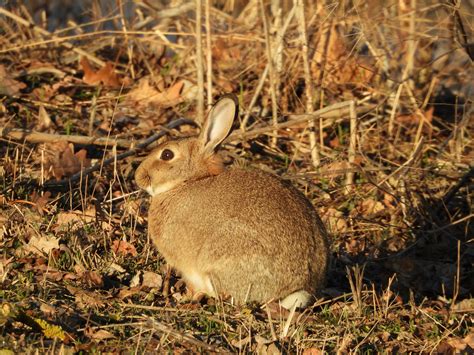 Hasi..... Foto & Bild | tiere, wildlife, säugetiere Bilder auf ...