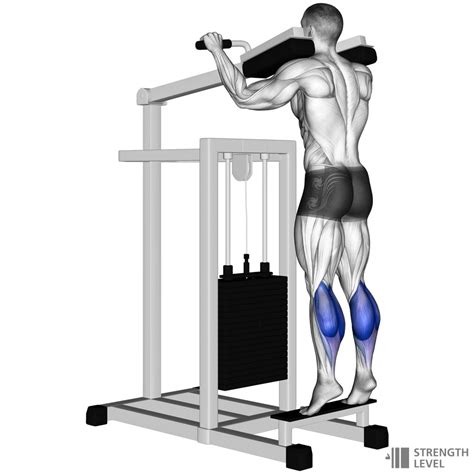 Machine Calf Raise Standards for Men and Women (lb) - Strength Level