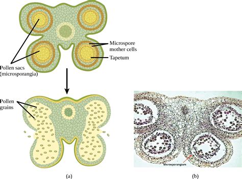 Biology 2e, Plant Structure and Function, Plant Reproduction ...