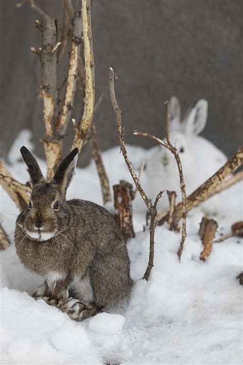 UM-led researchers: Can brown hares 'rescue' white hares from climate ...