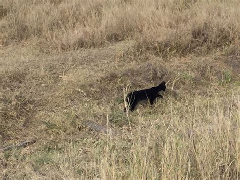 melanistic-serval-cat-2 - Africa Geographic