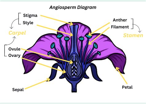 Draw and label a diagram of an angiosperm flower. | Quizlet