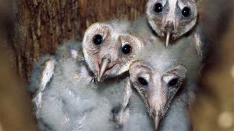 Barn Owl Babies Can Be Helpful Hatchmates | Curious.com