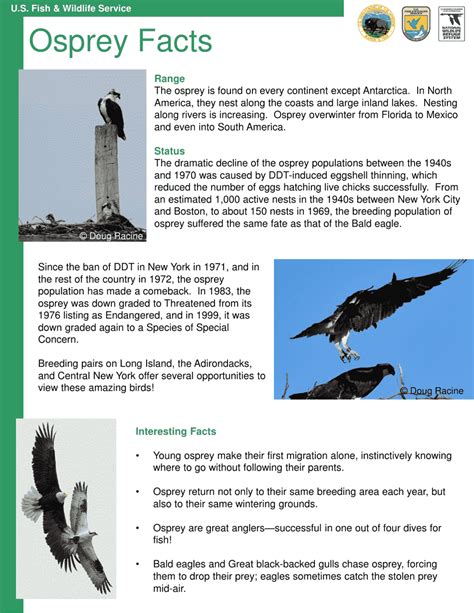 Osprey Facts - Fill Out, Sign Online and Download PDF | Templateroller