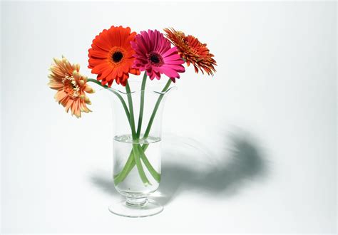 How to create a gerbera daisy bouquet - Flower Press