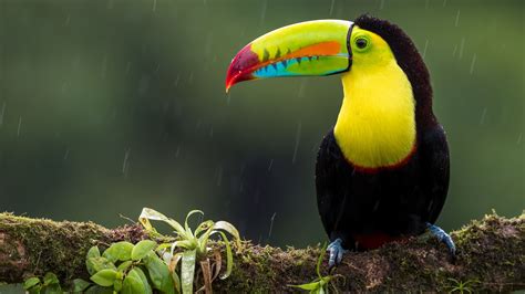 Toco Toucan Habitat