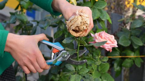 How to deadhead roses to keep them blooming | Tom's Guide