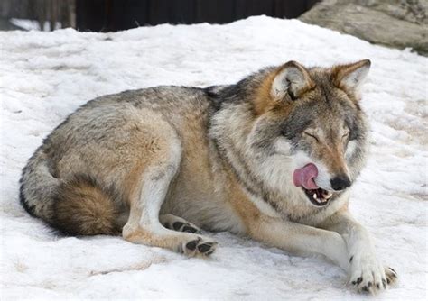 Do Wolf-Dog Hybrids Make Good Pets? - PetHelpful