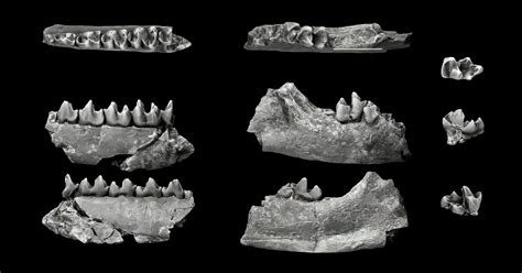 The Abrupt Origins of Treeshrews and Colugos | Evolution News