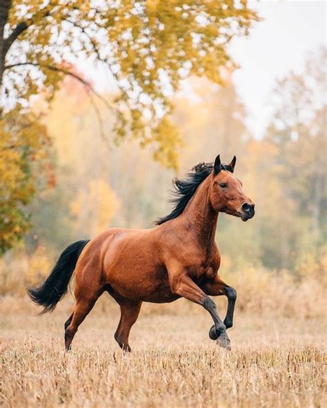 The meaning and symbolism of the word - «Horse»