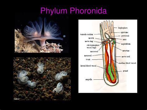 Cycliphora, Entoprocta, Ectoprocta, Brachiopoda, Phoronida, - ppt download