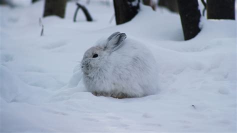 Less winter snow could spell disaster for snowshoe hares | Mirage News