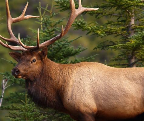 Banff Wildlife Watching Tours - Discover Banff Tours