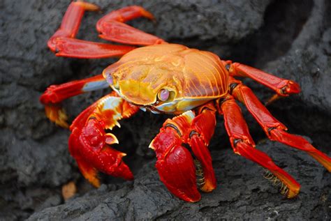 Crab, Crustaceans, Animals