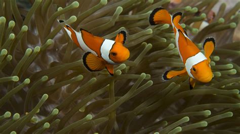 Clownfish Facts - Great Barrier Reef Foundation - Great Barrier Reef ...