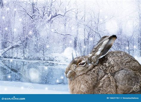 Hare in winter stock image. Image of funny, december - 16631761