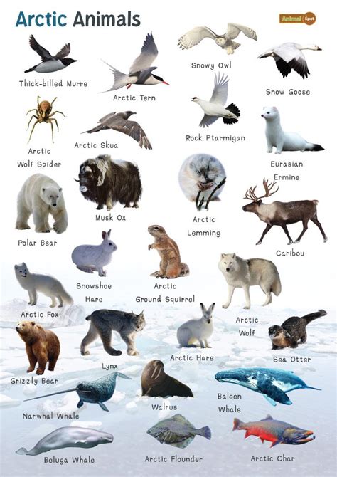 Arctic Animals: List And Facts with Pictures