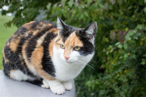 77 Calico Cat Names for Tri-Colored Beauties | Great Pet Care