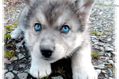 HUSKY WOLF MIX PUPPIES FOR SALE IN KENTUCKY - Wroc?awski Informator ...