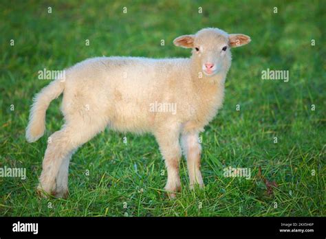 Schaf / Sheep / Ovis Stock Photo - Alamy