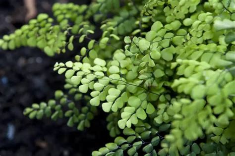 Maidenhair Fern Care Indoors