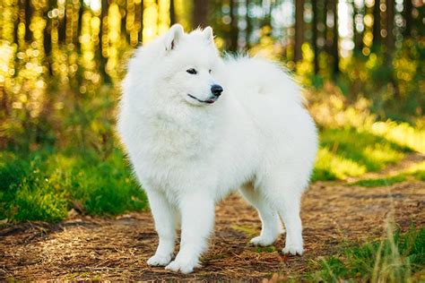 Samoyed Dog Breed Information