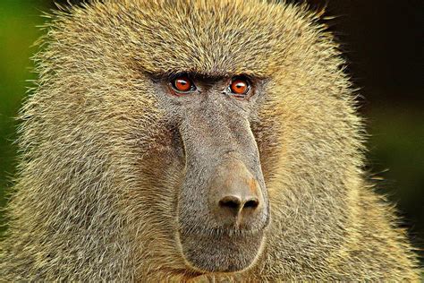 Olive Baboon | The Animal Facts | Appearance, Diet, Habitat, Behavior