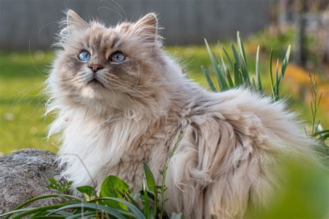 44 of the Cutest Cat Breeds | Reader's Digest