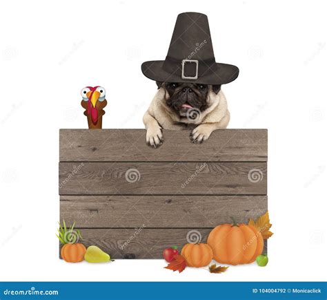 Funny Pug Dog Wearing Pilgrim Hat for Thanksgiving Day, with Blank ...