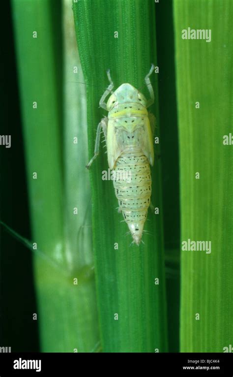 Green rice leafhopper (Nephotettix virescens) nymph on rice Stock Photo ...