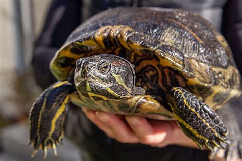 10 Types of Turtles That Make Great Pets