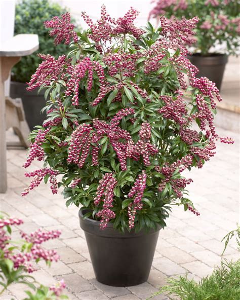 44 Best Shrubs for Containers | Best Container Gardening Plants ...