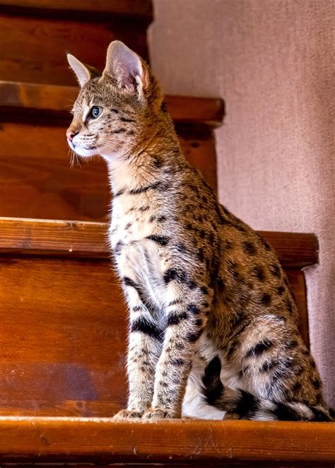 Savannah Cat Breed Information, Characteristics and Care