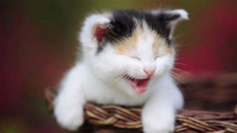 Wallpaper kitten, crying, shopping, spotted hd, picture, image